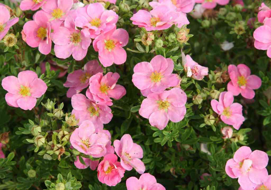 Potentilla fruticosa "Pink Queen"