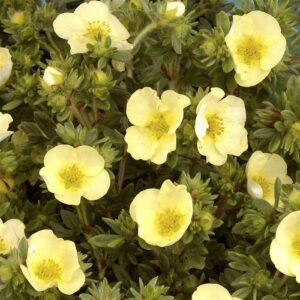 Potentilla fruticosa "Primrose Beauty"