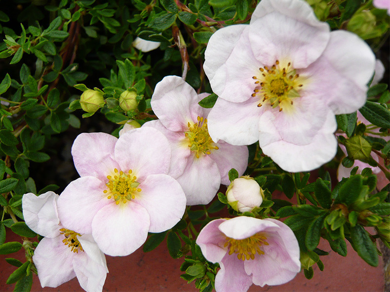 Potentilla fruticosa "Princess"