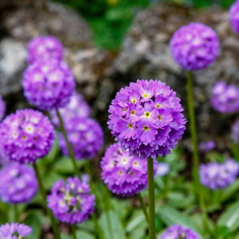 Primula denticulata "Cashmeriana"