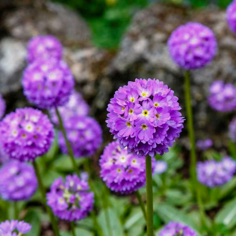 Primula denticulata "Cashmeriana"