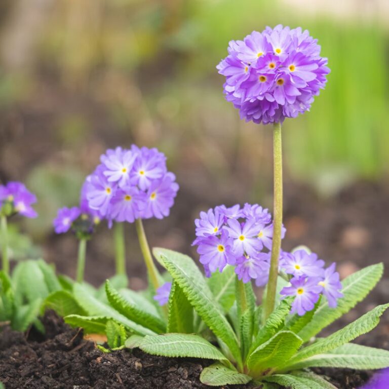 Primula denticulata "Prom Lilac"