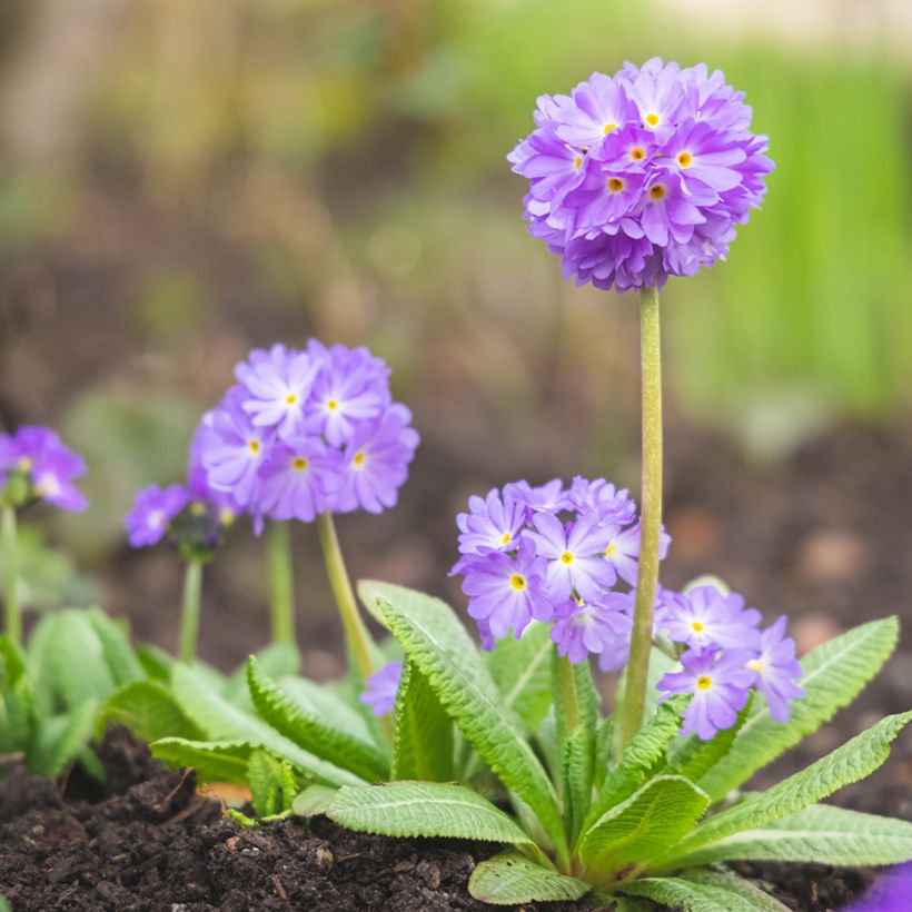 Primula denticulata "Prom Lilac"