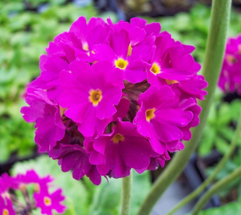 Primula denticulata "Rubin"