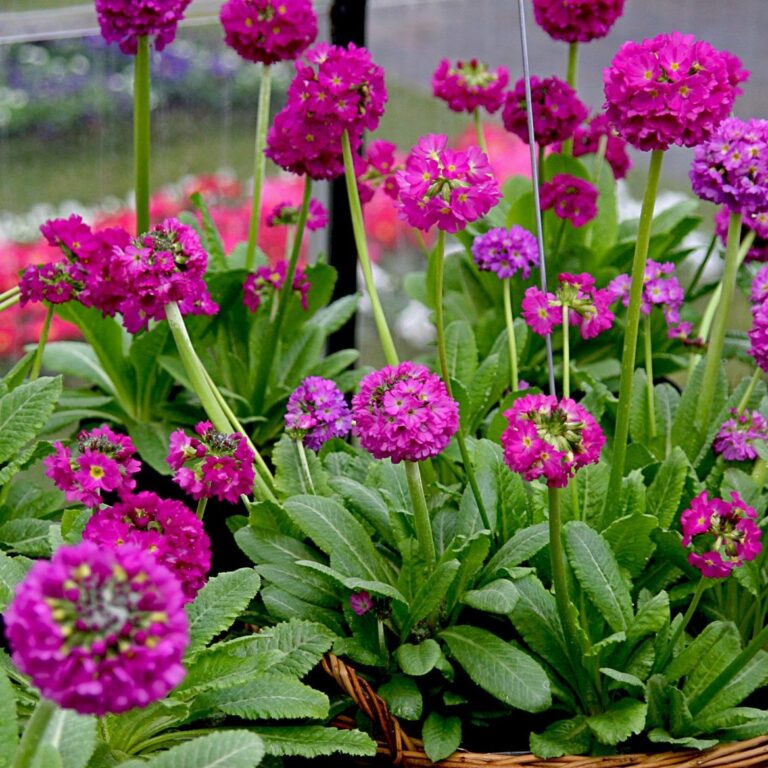 Primula denticulata "Rubra"
