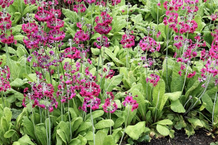 Primula japonica "Carminea"