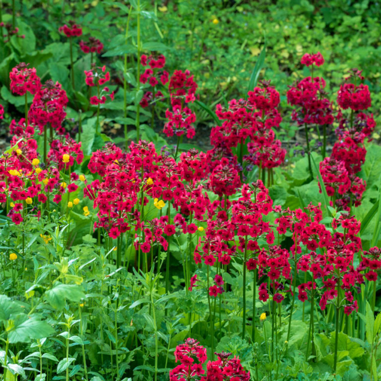 Primula japonica "Millers Crimson"