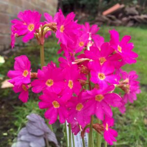 Primula rosea "Grandiflora"