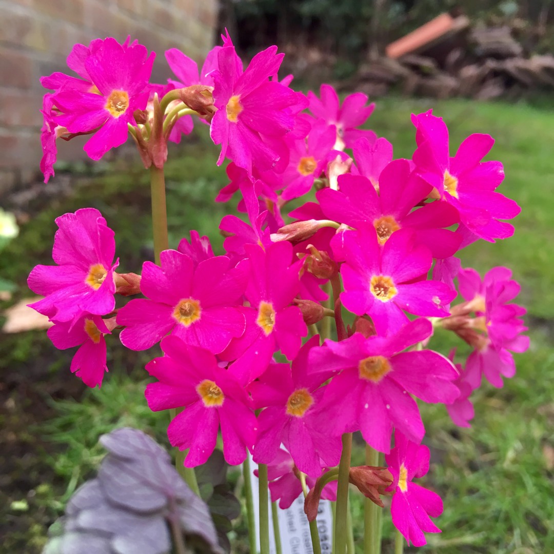 Primula rosea "Grandiflora"