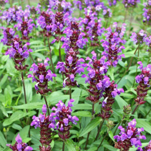 Prunella grandiflora "Bella Violet"