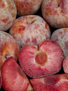 Prunus "Dapple Dandy" (ploomi ja aprikoosi hübriid)
