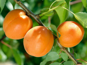 Prunus armeniaca "Early Orange"