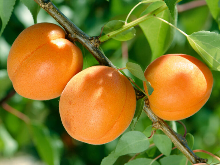 Prunus armeniaca "Early Orange"