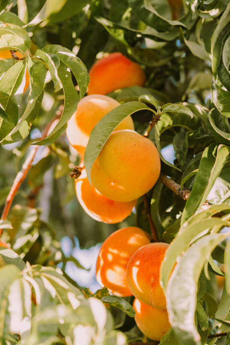 Prunus armeniaca "Somo"