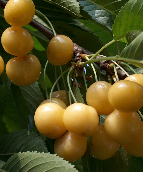 Prunus avium "Aleksandrs"