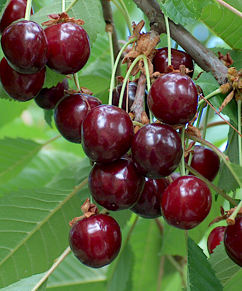 Prunus avium "Meelika"
