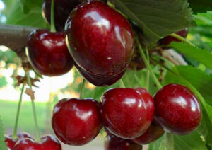 Prunus avium "Ovstuženka"