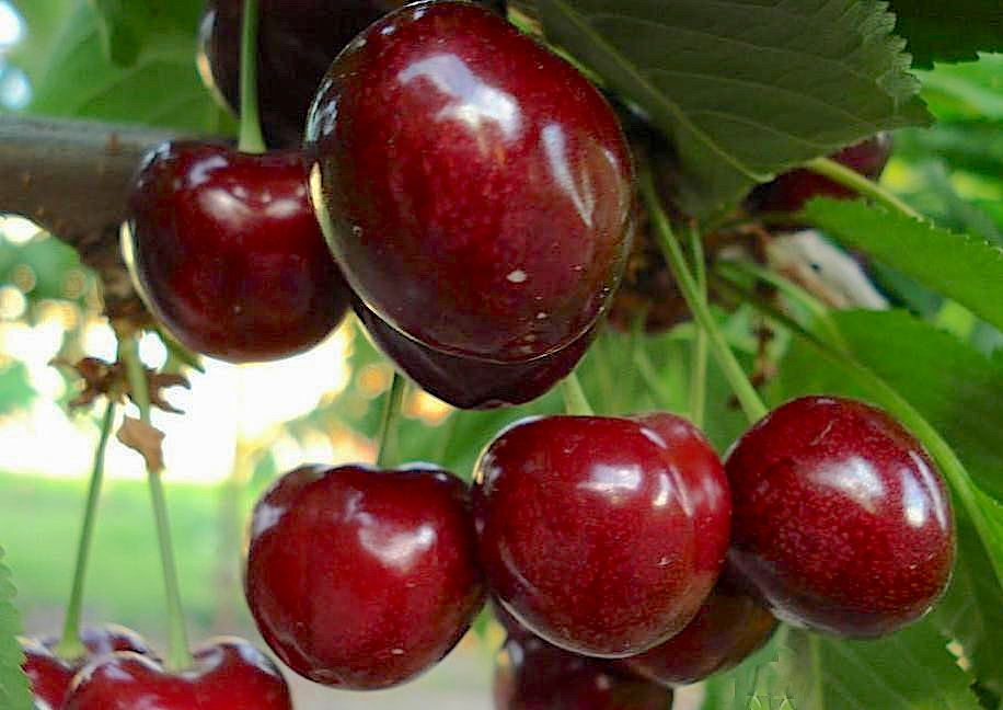 Prunus avium "Ovstuženka"