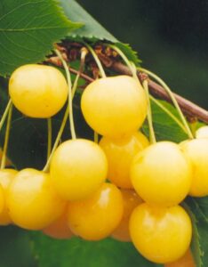 Prunus avium "Drogāna Dzeltenais"