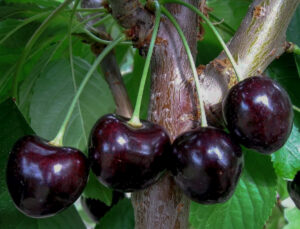 Prunus avium "Iput"