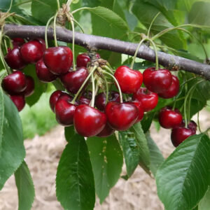 Prunus avium "Lapins"