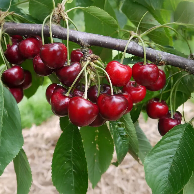 Prunus avium "Lapins"