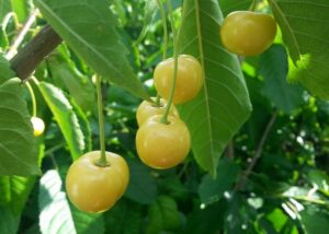Prunus avium "Paula"
