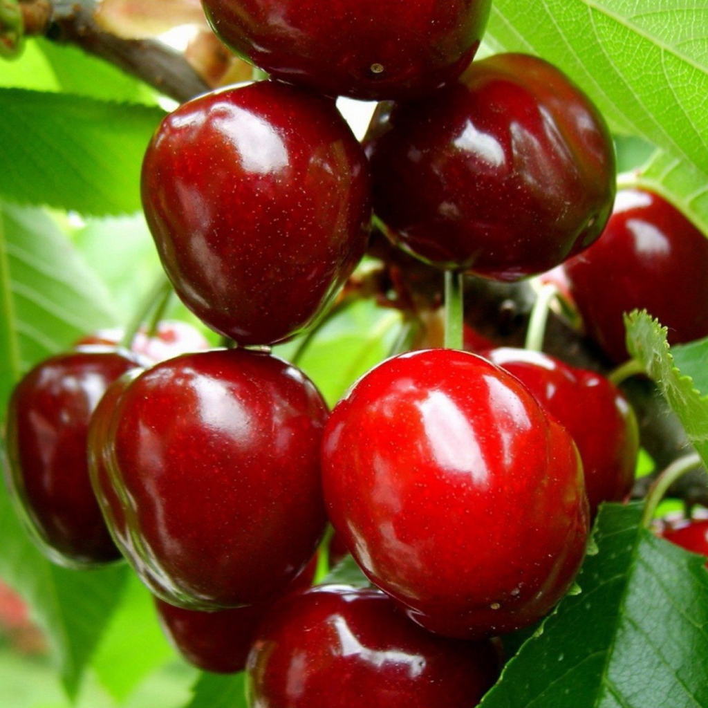 Prunus avium "Revna"