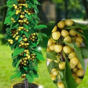 Prunus avium "Stark Gold" (sammaskirsipuu)
