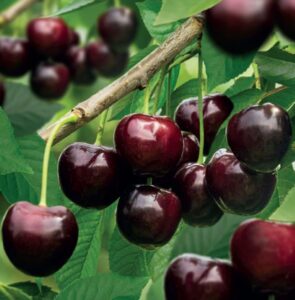 Prunus avium "Stella"