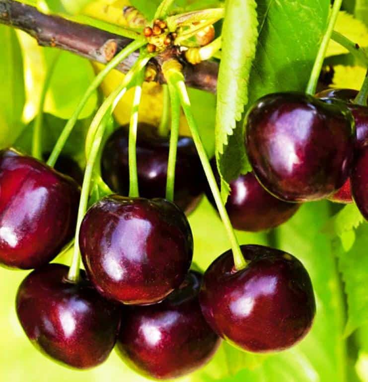 Prunus avium "Tjutchevka"