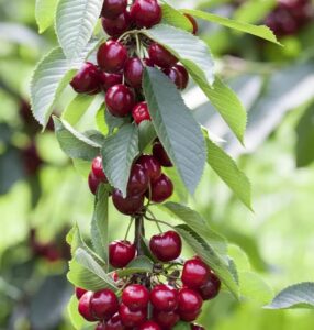 Prunus domestica "Victoria" (Ploomipuu)
