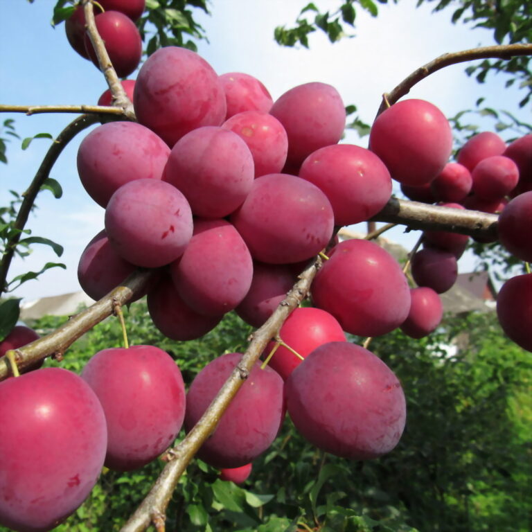 Prunus cerasifera "Kubanskaja kometa" (Ploomipuu)