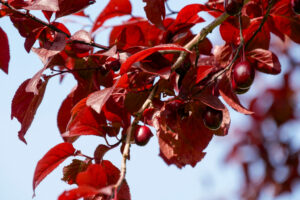 Prunus cerasifera "Spidola"