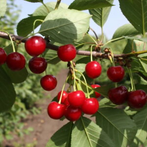 Prunus cerasus "Dessertnaja Morozovoi"