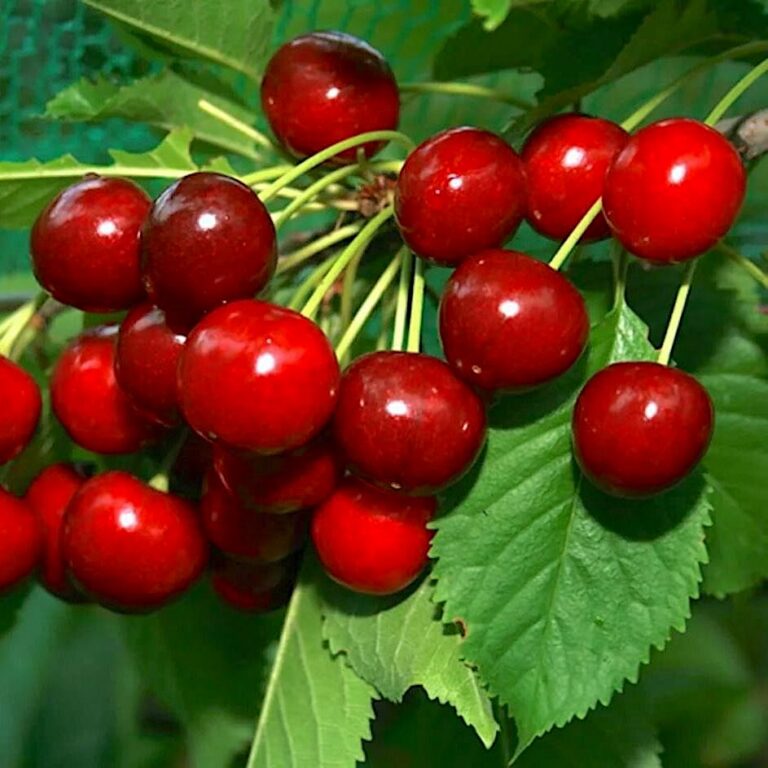 Prunus cerasus "Haritonovskaja"