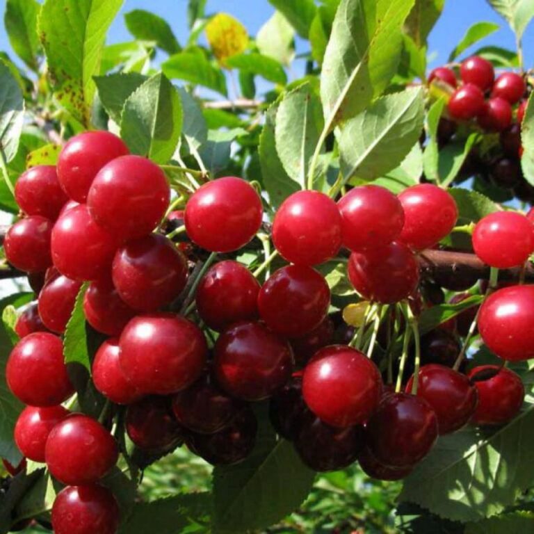 Prunus cerasus "Molodjožnaja"