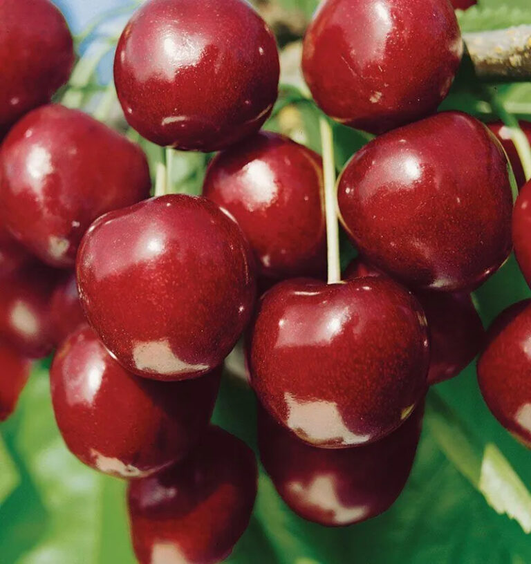 Prunus cerasus "North Star"