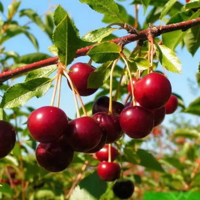 Prunus cerasus "Novella"