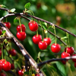 Prunus cerasus "Piemont"
