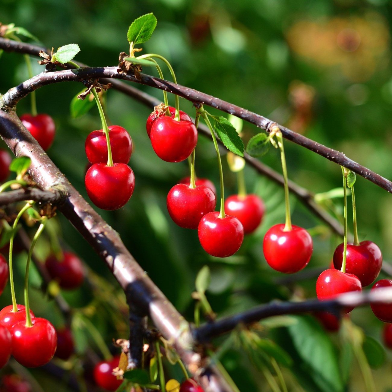 Prunus cerasus "Piemont"