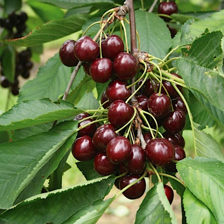 Prunus cerasus "Shokoladnitsa"