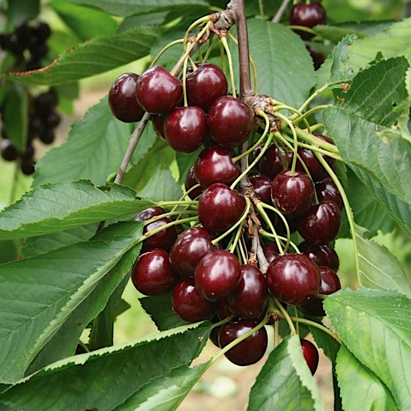 Вишня "Шоколадница" (Prunus cerasus "Shokoladnitsa")