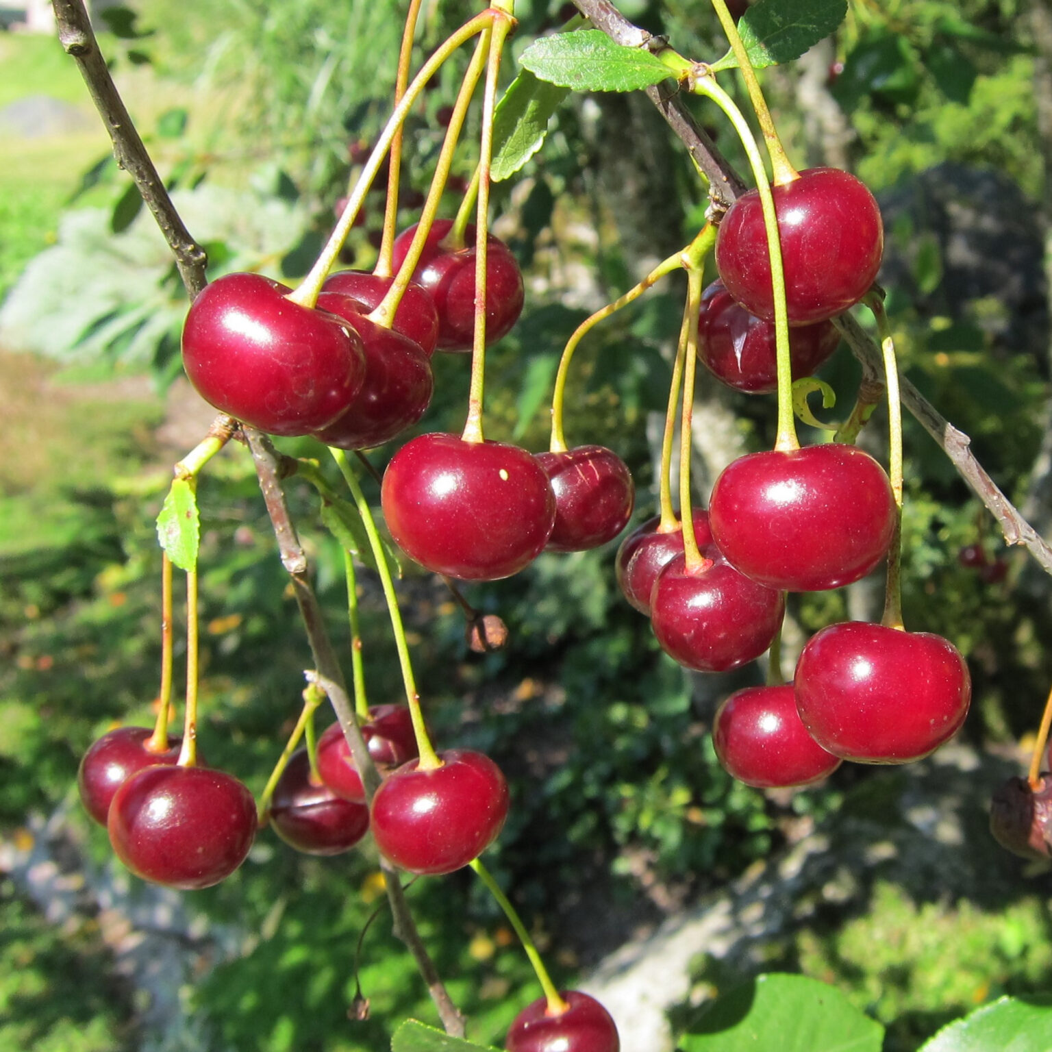 Prunus cerasus "Tamaris"