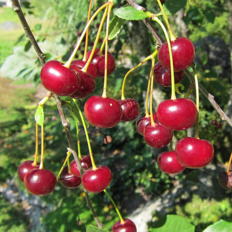 Prunus cerasus "Tamaris"