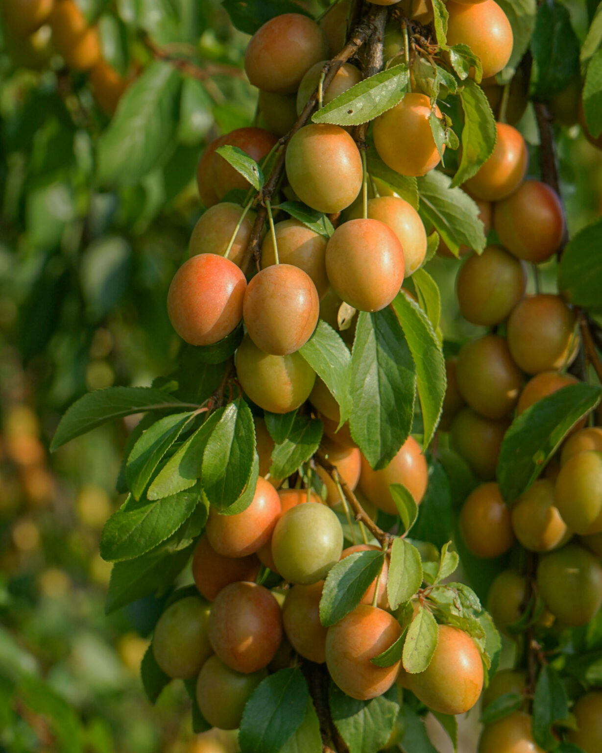 Prunus domestica "Adele"