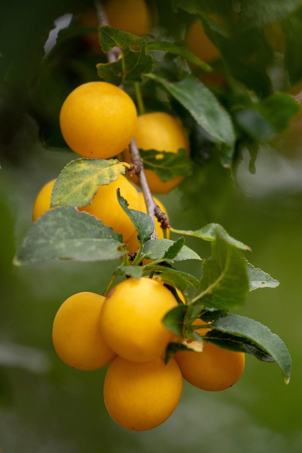 Prunus domestica "Ance" (Ploomipuu)
