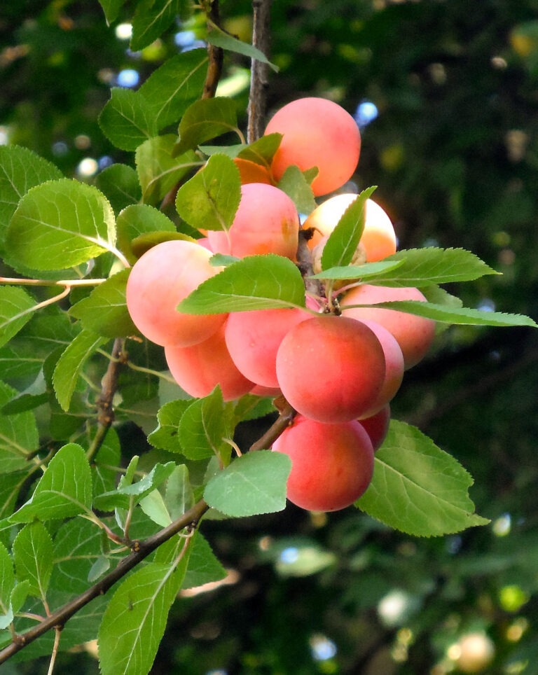 Prunus domestica "Emma Leppermann" (Ploomipuu)
