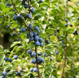 Prunus domestica "Imperial" (sammasploomipuu)