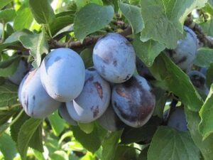 Prunus domestica "Jubileum" (Ploomipuu)